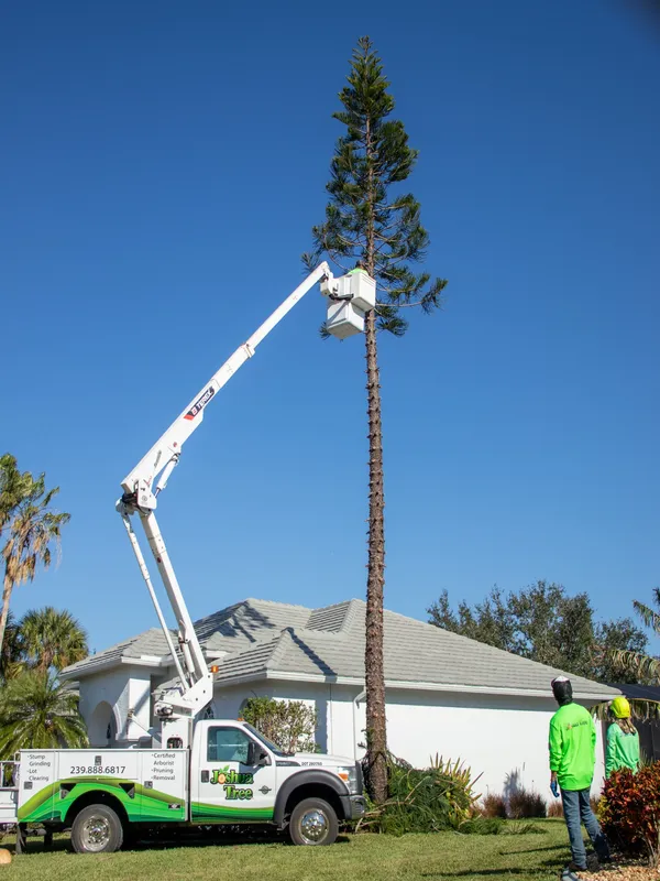 Safe Pine Removal by Joshua Tree Inc