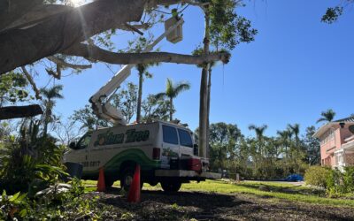 The Hidden Costs of Cheap Tree Pruning