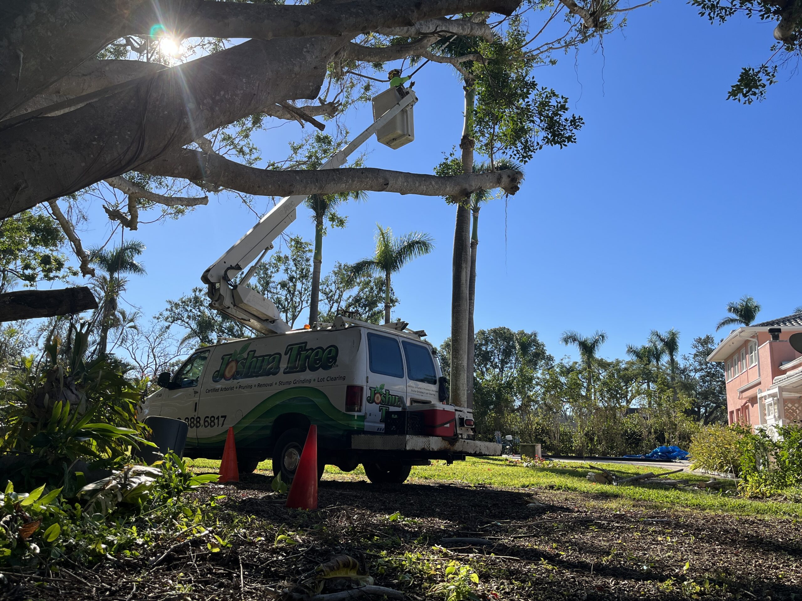 tree pruning banyan tree tree pruning banyan tree