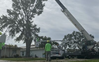 How to Prepare for Your Tree Service Appointment