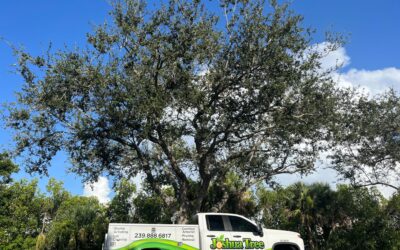 What to Expect During a Tree Health Assessment
