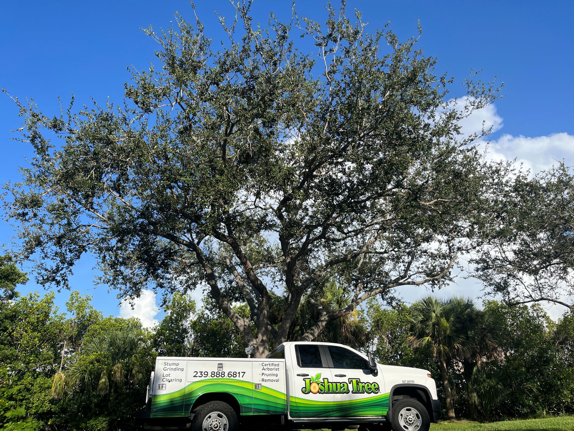 Tree Health Assessment