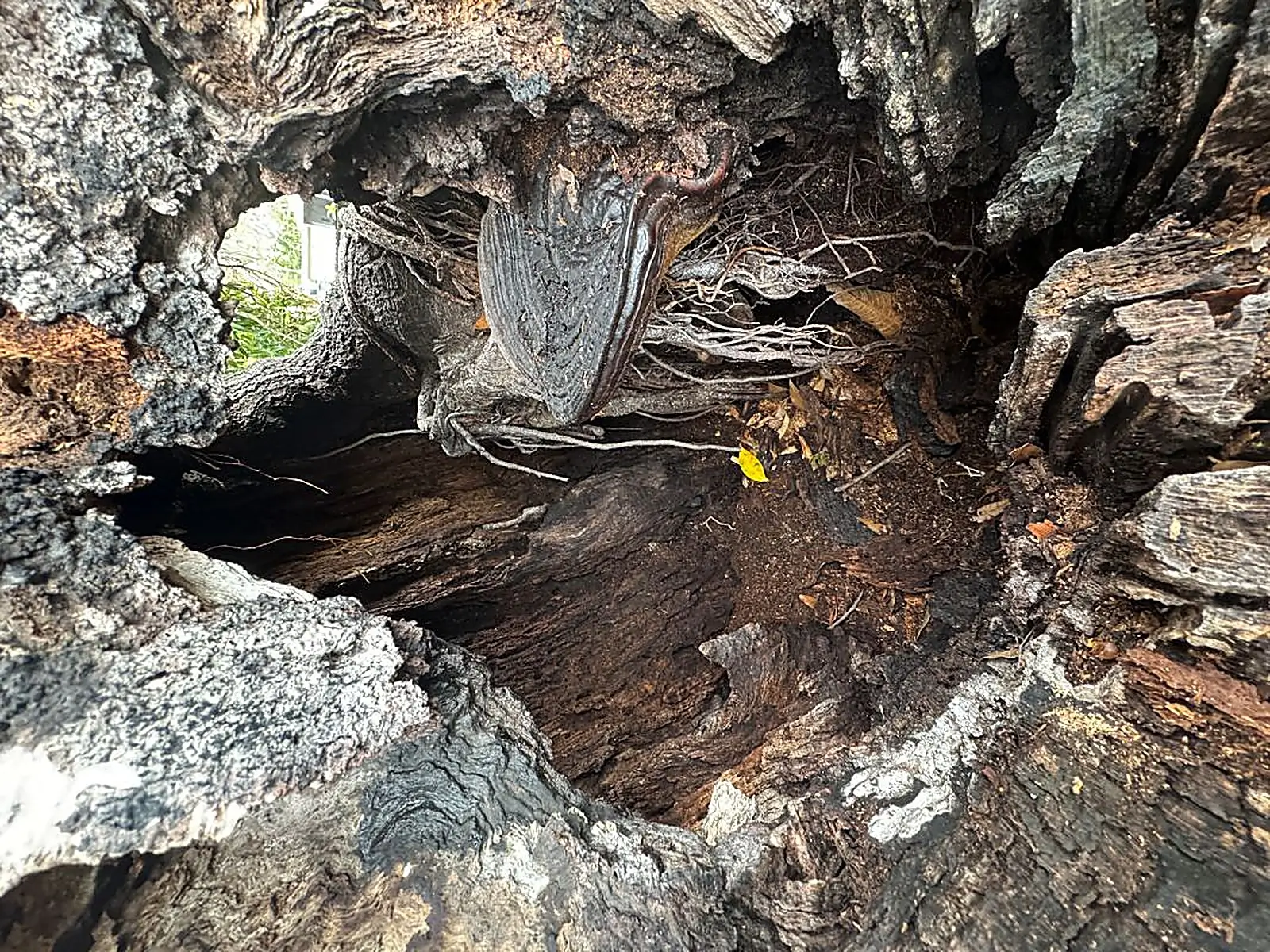 Large hollow live oak tree showing advanced internal decay and Ganoderma fungal growth in Cape Coral, Florida.