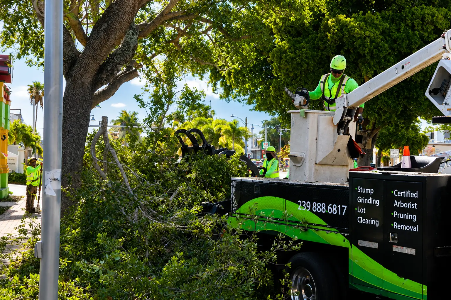 Cape Coral Tree Services