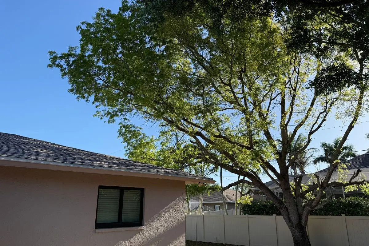 Pruned tree canopy providing clearance near the residence after arborist-led pruning