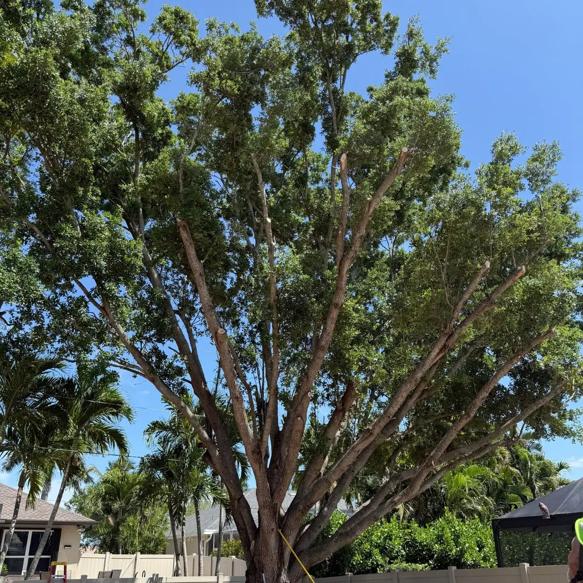 Canopy structure showing lateral branch growth addressed with directional pruning