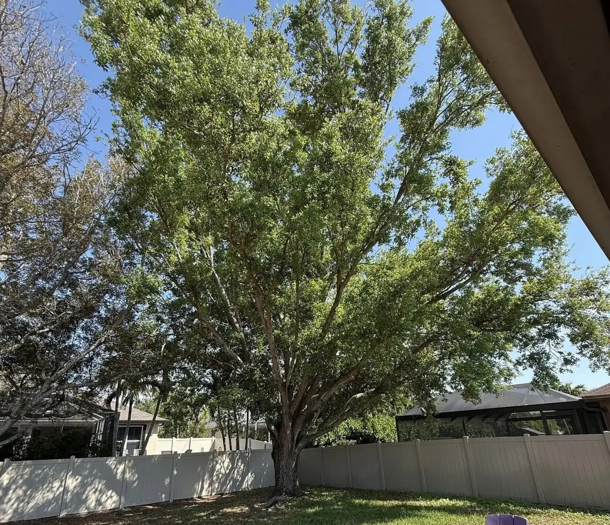 Mature canopy before selective reduction pruning on the Hamer property