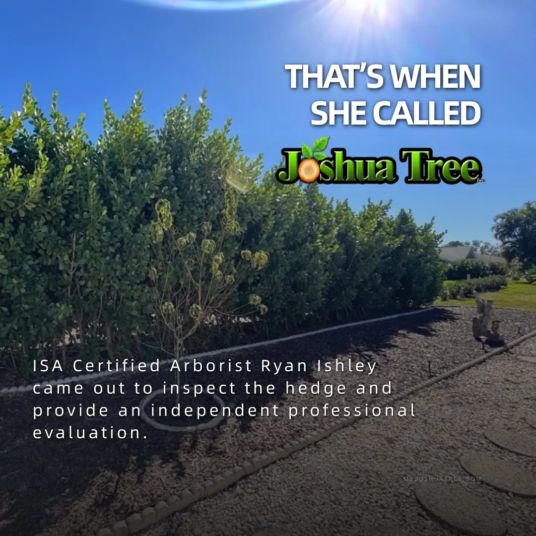 Dense green hedge under a blue sky, overlaid with the text "That's when she called Joshua Tree" and a note that ISA Certified Arborist Ryan Ishley came out to inspect the hedge and provide an independent professional evaluation.