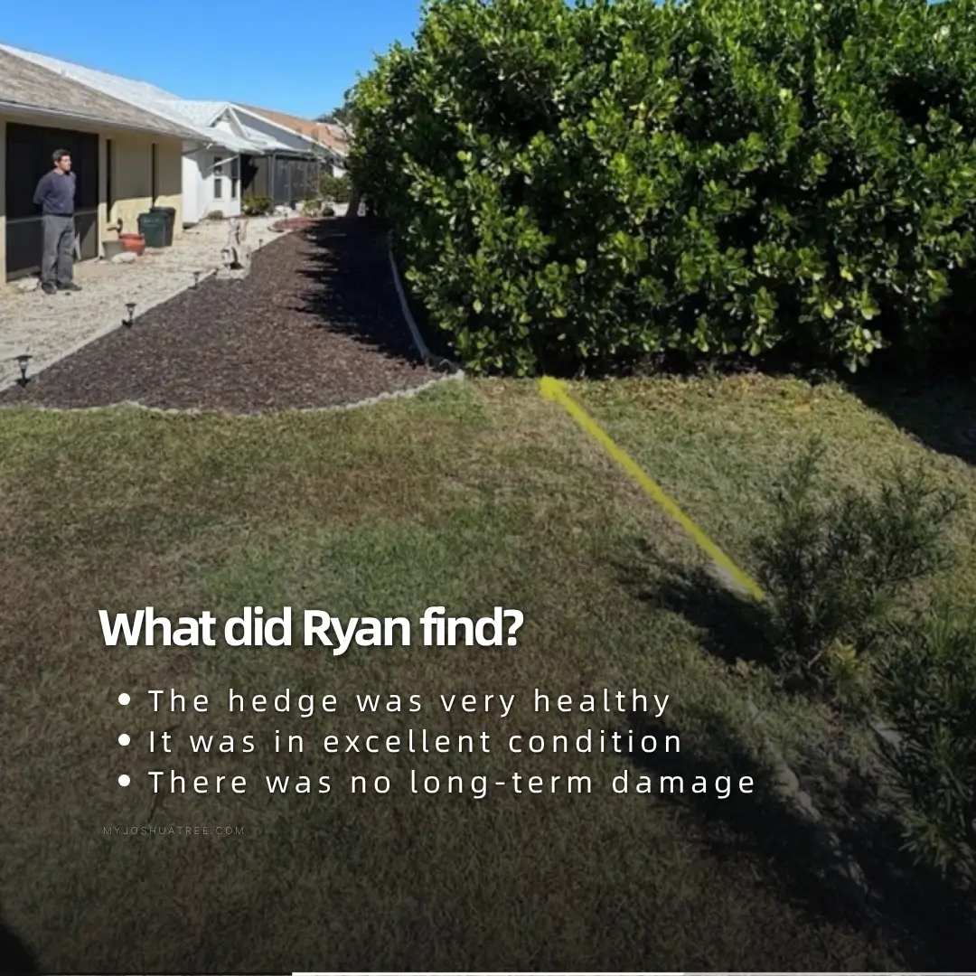 Trimmed hedge running alongside a mulched strip next to a house, overlaid with the text "What did Ryan find?" and the findings: very healthy, excellent condition, no long-term damage.